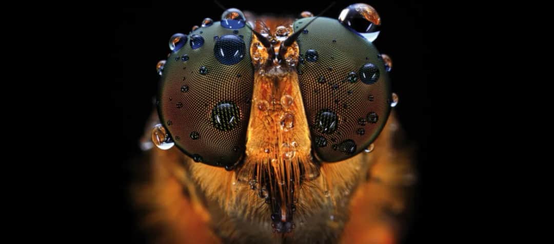 Co to jest makro w aparacie i jak wykorzystać ten tryb w fotografii?