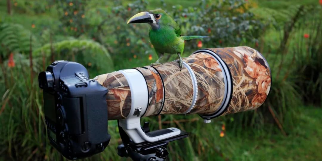 Jaki aparat do fotografowania zwierząt wybierać, aby nie żałować wyboru?